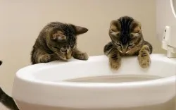Hogyan tisztítsa meg a WC- Hogyan tisztítsa meg a WC-