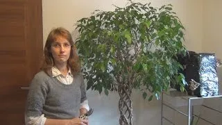Ficus terménynyilatkozatán