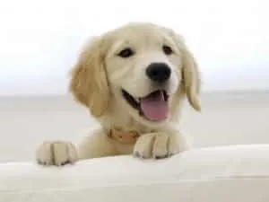 Méltóság és leírása fajta labrador