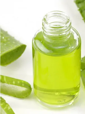Cserepes aloe fotó, nézetek, hasznos tulajdonságok, gondozás és tenyésztése aloe magvak