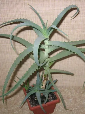 Cserepes aloe fotó, nézetek, hasznos tulajdonságok, gondozás és tenyésztése aloe magvak