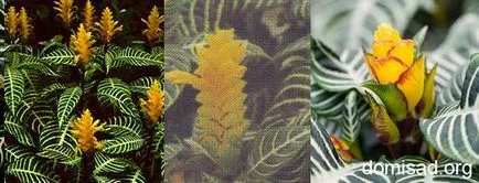 Főoldal Aphelandra - fotó, faj, gondoskodás, állapot, reprodukciós
