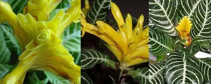 Főoldal Aphelandra - fotó, faj, gondoskodás, állapot, reprodukciós