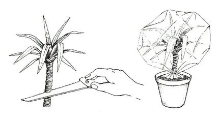 Dracaena, reprodukciós apikális és dugványültetésre