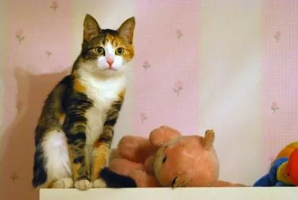 A házat anélkül, hogy a macska - egy ház nem szerencse (cat) A házat anélkül, hogy a macska - egy ház nem szerencse