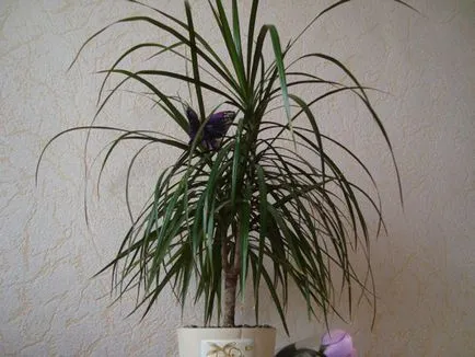 Dracaena hogyan kell gondoskodni
