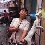 Akár étkezési Kínában macskák Magazeta (China) Akár étkezési Kínában macskák Magazeta
