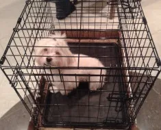 Két mesterkurzusok a varrás és kötés ruhák játék terrier a méret az asztal (táblázat) Két mesterkurzusok a varrás és kötés ruhák játék terrier a méret a táblázatban