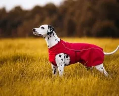 Két mesterkurzusok a varrás és kötés ruhák játék terrier a méret a táblázat (varrni ruhát kötni) Két mesterkurzusok a varrás és kötés ruhák játék terrier a méret a táblázatban