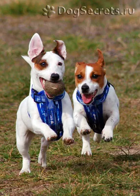 Jack Russell terrier fajta leírását a karakter a kutya, fotó, kölyök ára