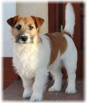 Dzhek Rassel terrier fotó, fajta leírás, vélemény, betegség, hogyan válasszuk ki a kölyök