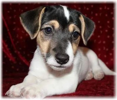 Dzhek Rassel terrier fotó, fajta leírás, vélemény, betegség, hogyan válasszuk ki a kölyök