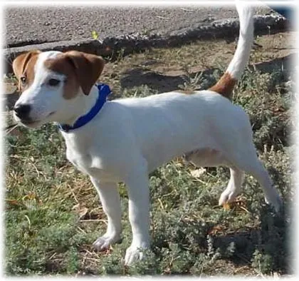 Dzhek Rassel terrier fotó, fajta leírás, vélemény, betegség, hogyan válasszuk ki a kölyök