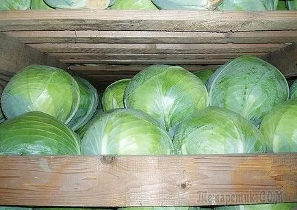 Hatékony tárolás káposzta a tél