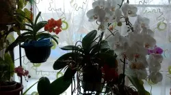 Phalaenopsis serkentik virágzás