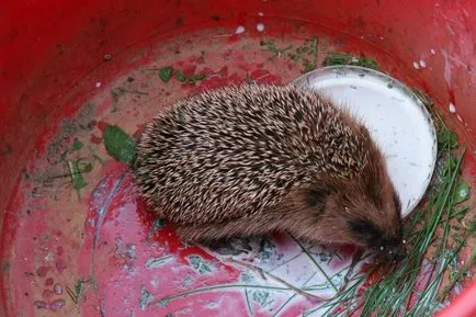 Hedgehog telken az előnye és hátránya az ilyen környéken (plusz) Hedgehog telken az előnye és hátránya az ilyen környéken