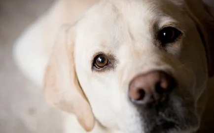 fotó Labrador