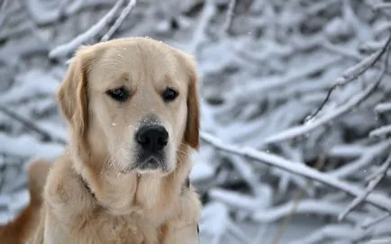 fotó Labrador