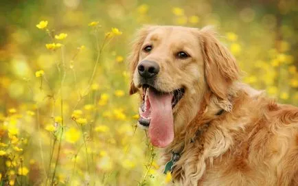 fotó Labrador