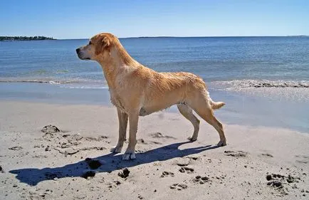 fotó Labrador