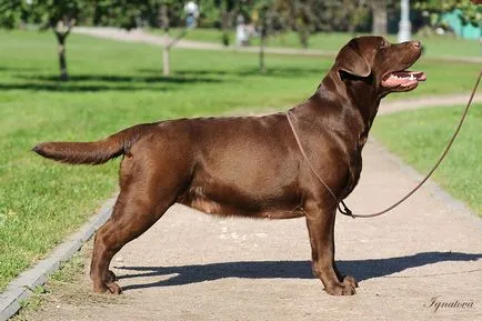 fotó Labrador