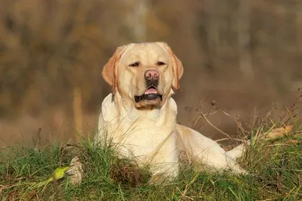 fotó Labrador