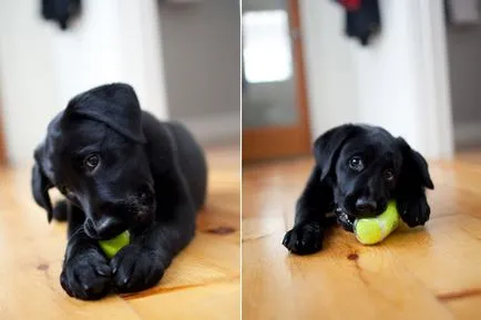 fotó Labrador