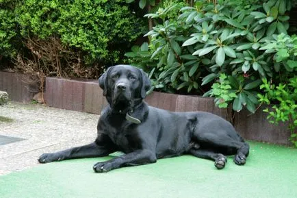 fotó Labrador