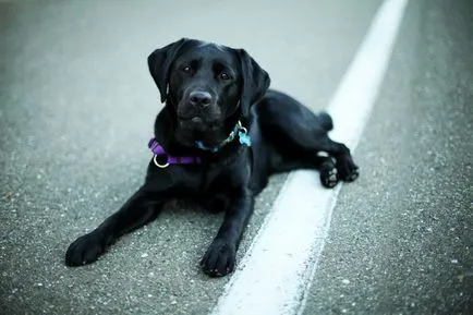 fotó Labrador