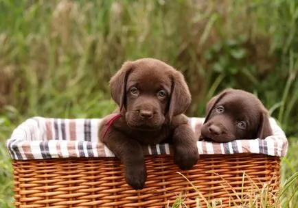 fotó Labrador