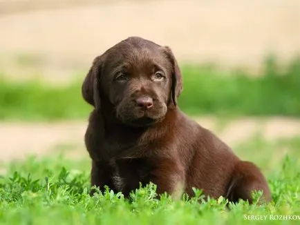 fotó Labrador