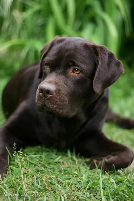 fotó Labrador