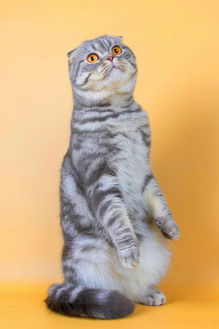 Photo Fold macska