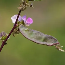 A fekete bab ültetése és gondozása, egyre nagyobb a mag, amikor jobb, hogy egy fotó (telepítési) A fekete bab ültetése és gondozása, egyre nagyobb a mag, mikor jobb a növény fotók