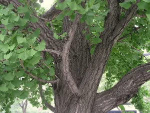 Ginkgo biloba- növekszik a külvárosokban és gondozás (ginkgo) Ginkgo biloba- növekszik a külvárosokban és gondozás