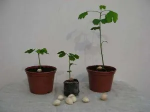 Ginkgo biloba termesztés, állattenyésztés és gondozás