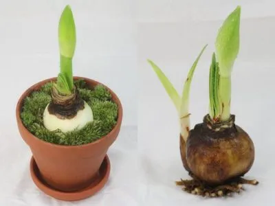 Hippeastrum virágokat, hogy ne csináld otthon (feltételek) Hippeastrum virágokat, hogy ne otthon