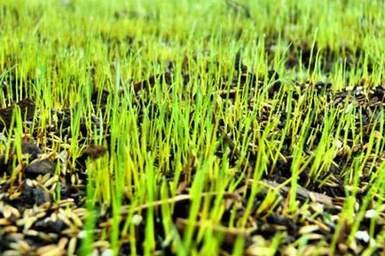Lawn az ország saját kezűleg lépésről lépésre útmutató