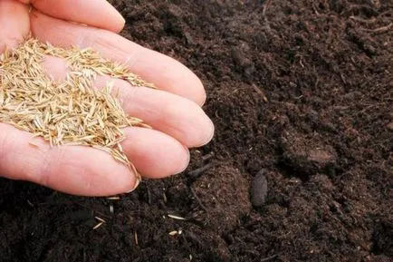 Lawn az ország saját kezűleg lépésről lépésre útmutató