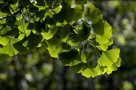 Ginkgo biloba termesztés, állattenyésztés és gondozás