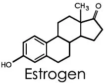 Emberi hormon, az ösztrogén