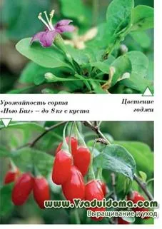 Goji (fotó), hogyan növekszik, és hogyan kell gondozni, a helyszínen a kertben, ház és a szobanövények