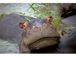 Hippo és víziló különbségek értékelés (különbségek) Hippo és víziló különbségek vélemények
