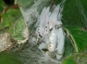 Ermine Moth - fotó, leírás, ártalmak