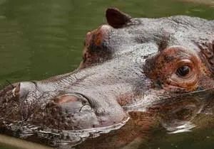 Hippo és Hippo