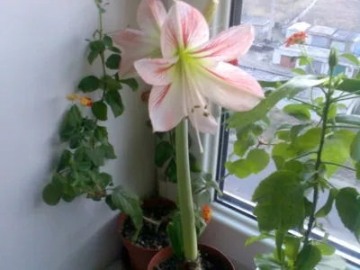Hippeastrum virágokat, hogy ne csináld otthon (virágzik) Hippeastrum virágokat, hogy ne otthon