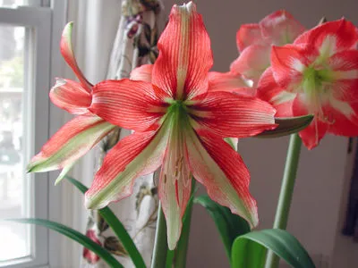 Hippeastrum virágokat, hogy ne csináld otthon (home) Hippeastrum virágokat, hogy ne otthon