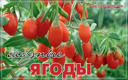 Goji (fotó), hogyan növekszik, és hogyan kell gondozni, a helyszínen a kertben, ház és a szobanövények