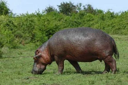 Hippo és Hippo