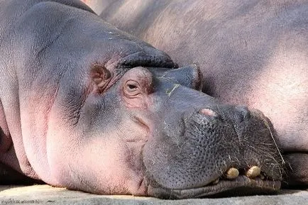 Hippo és víziló különbségek értékelés (víziló víziló különbségek) Hippo és víziló különbségek vélemények